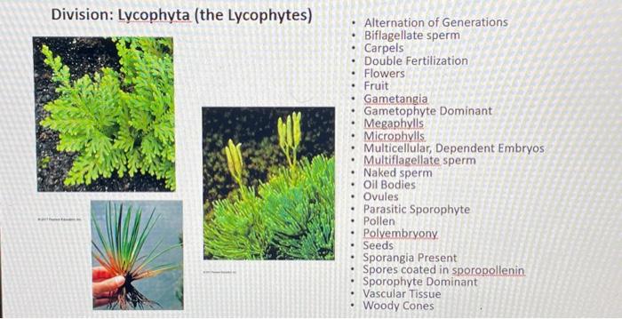 Solved Division: Coniferophyta (the Conifers) - Alternation | Chegg.com