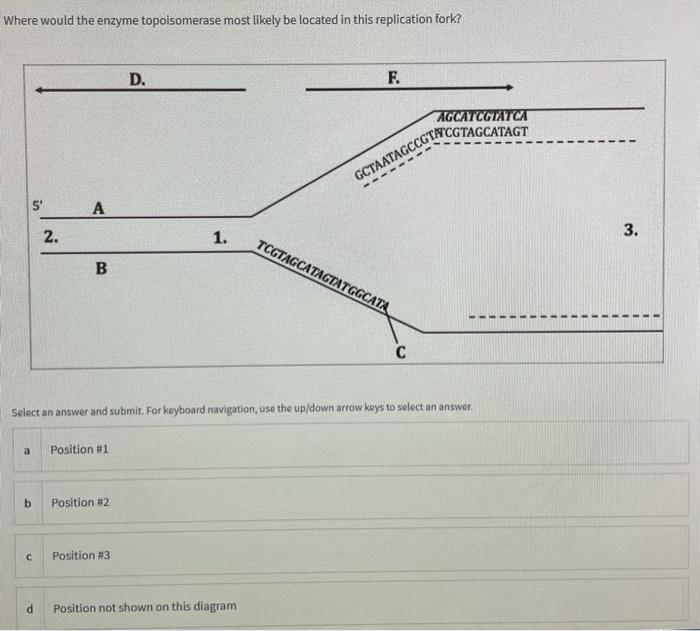 Solved Shown below is an on-going replication fork. The | Chegg.com