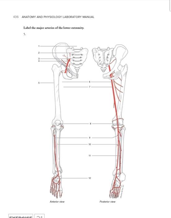 Solved 436 ANATOMY AND PHYSIOLOGY LABORATORY MANUAL Label | Chegg.com