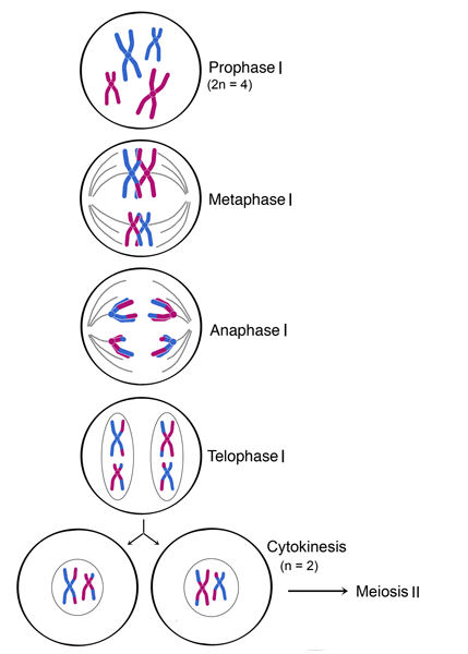 Профаза митоза сколько хромосом. Митоз 2n6c. Схема мейоза 2n 2. Схема митоза 2n. Анафаза 2n4c.