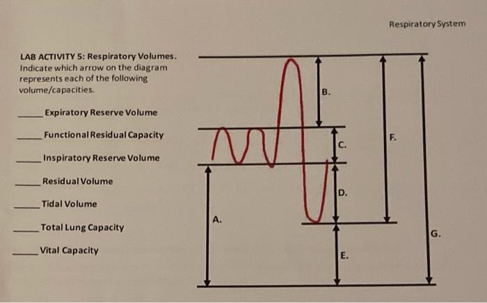 solved-respiratory-system-lab-activity-5-respiratory-chegg