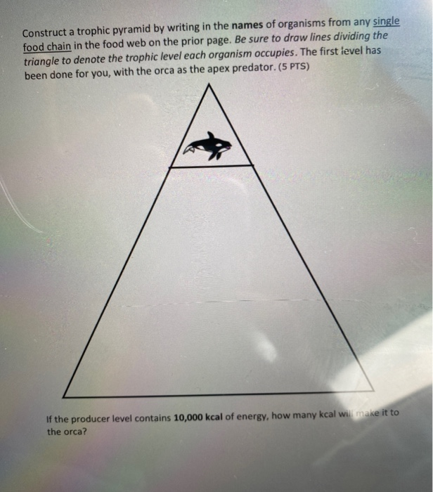 Draw an energy pyramid