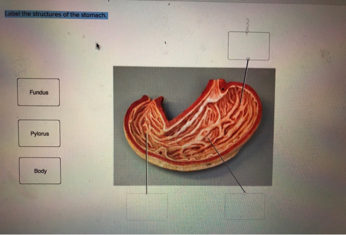 Solved Label the structures of the stomach. Fundus Pylorus | Chegg.com