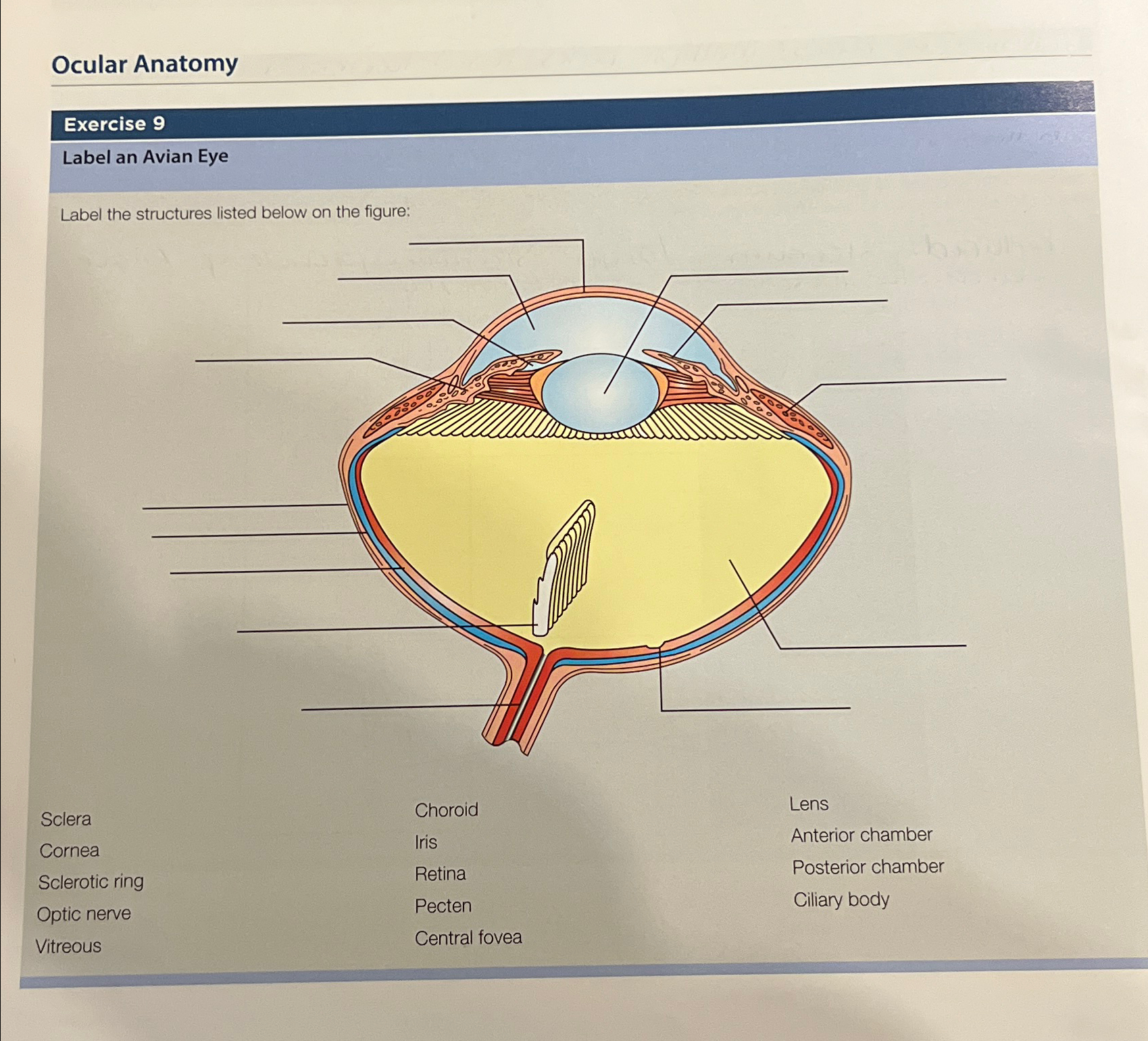 A Survey of Ocular Anatomy and Pathology of Vertebrate Species, image size:1699x1540