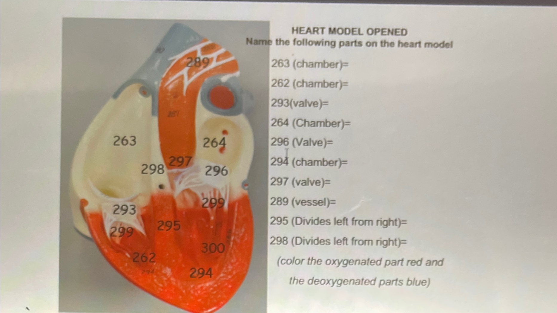 Solved HEART MODEL OPENEDName the following parts on the | Chegg.com