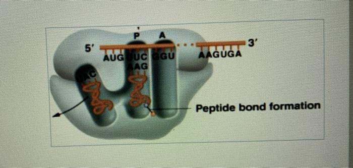 Solved Part A Accoding to the figure below, which amino acid | Chegg.com