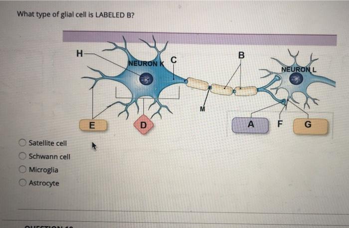 satellite glial cells