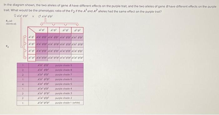 Solved In the diagram shown, the two alleles of gene A have | Chegg.com