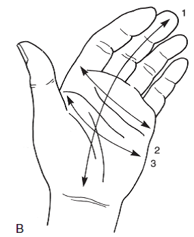 From the following diagram, label the arches of the han... | Chegg.com