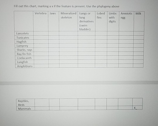 Solved O Chordate Phylogeny Chordates Notochord Common 