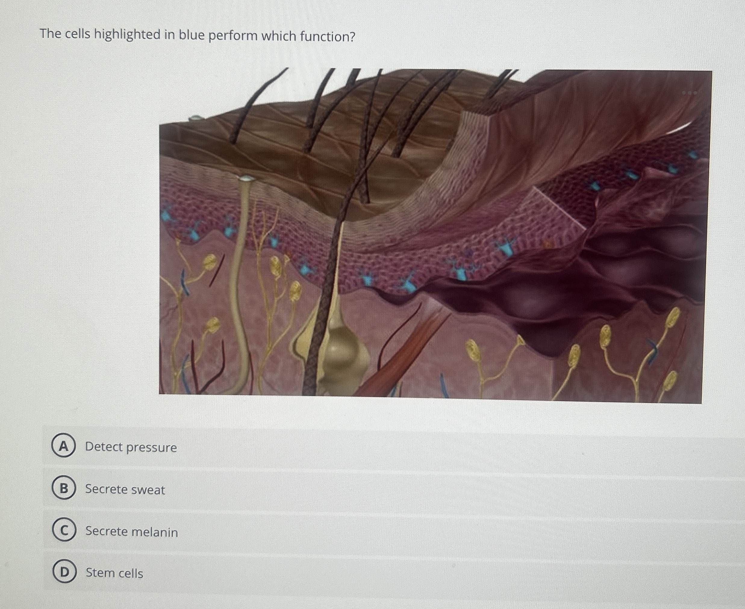 Solved The cells highlighted in blue perform which | Chegg.com