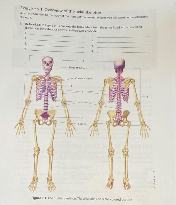 Solved Skeleton Exercise Overview Of The Axial Skeleton, 40% OFF