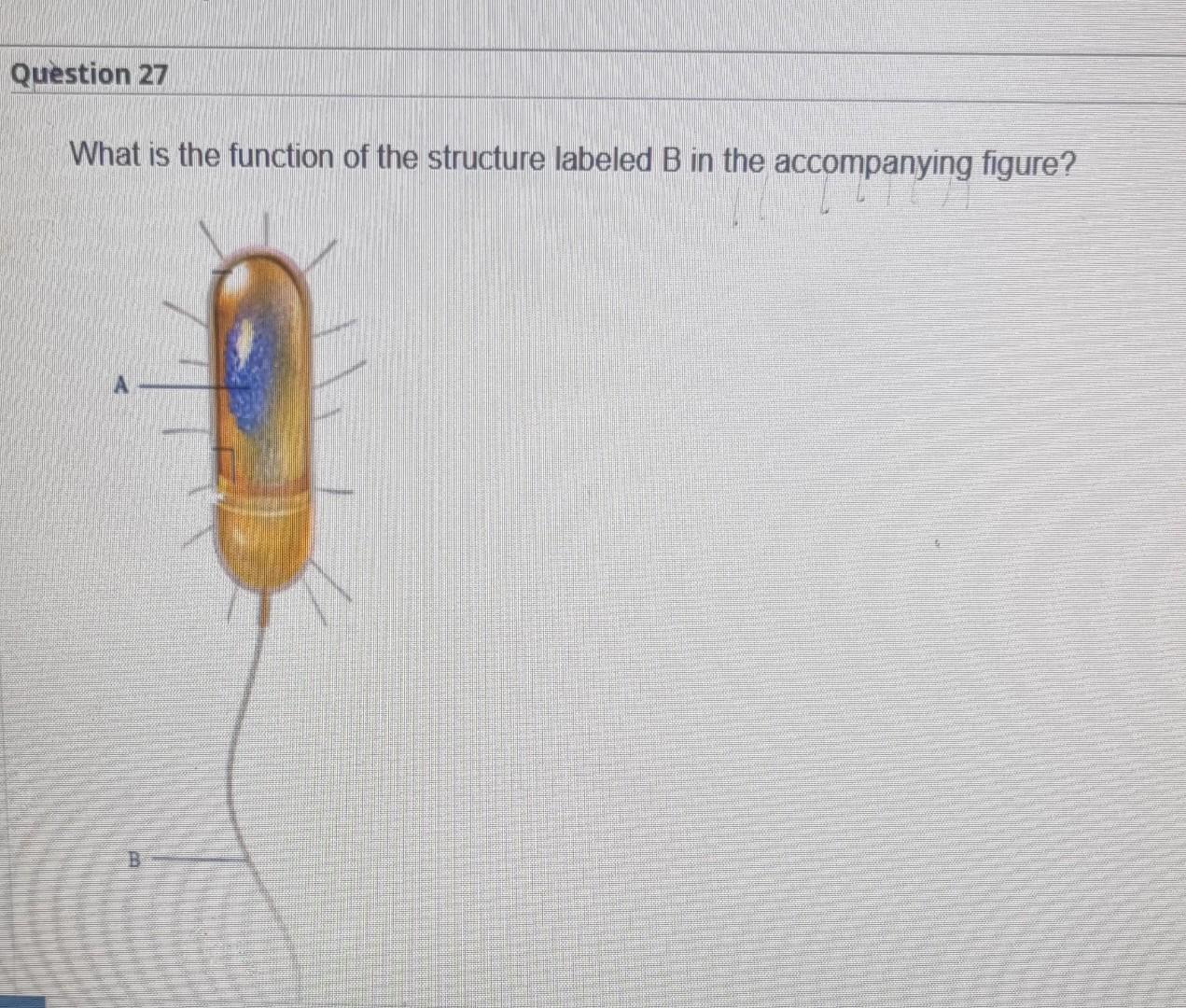 Solved Question 27 What Is The Function Of The Structure | Chegg.com