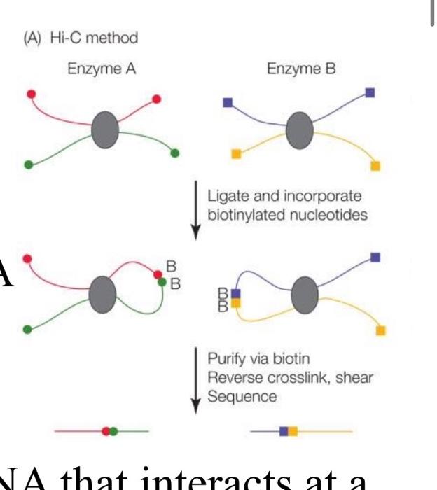 (A) Hi-C method Enzyme A Enzyme B Ligate and | Chegg.com