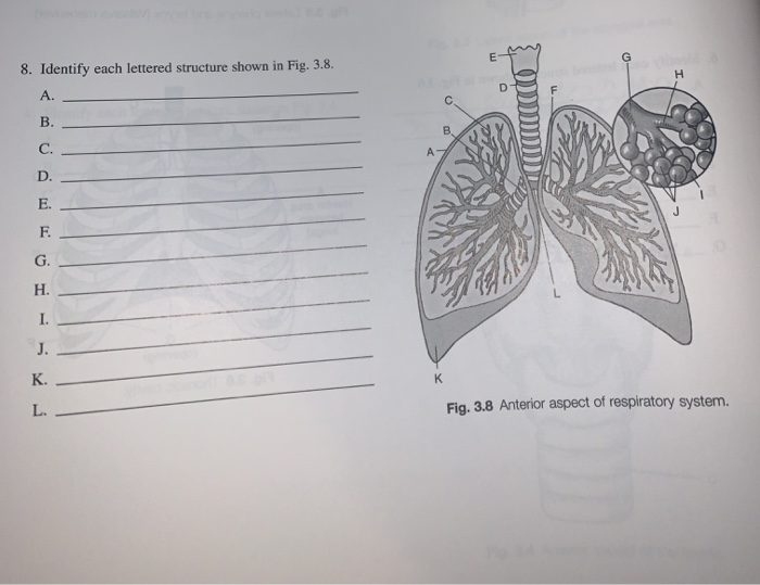 Solved E H 8. Identify each lettered structure shown in Fig. | Chegg.com