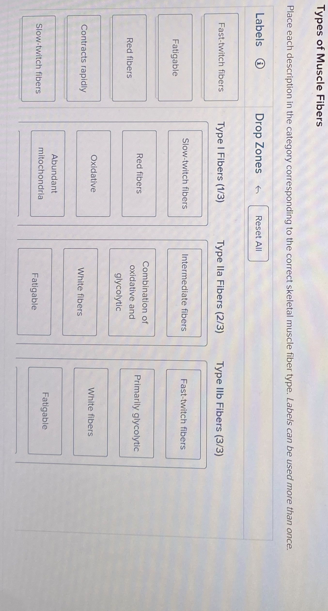 Solved Types of Muscle FibersPlace each description in the | Chegg.com