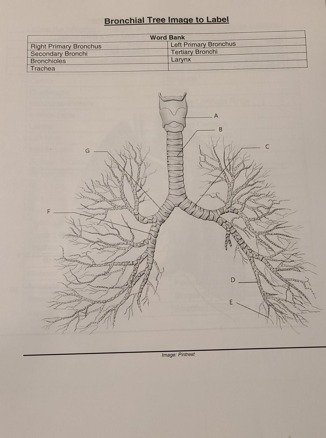 bronchial tree anatomy labeled