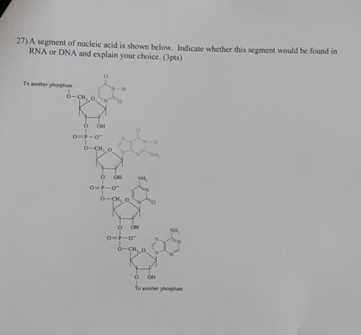 Solved 27) A segment of nucleic acid is shown below. | Chegg.com