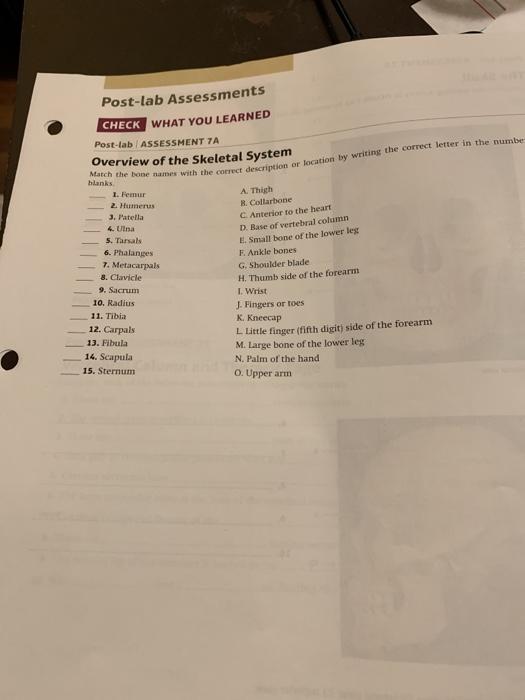 Solved Postlab Assessments CHECK WHAT YOU LEARNED Postlab