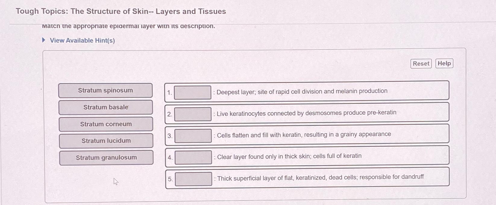 Solved Tough Topics: The Structure of Skin-- ﻿Layers and | Chegg.com