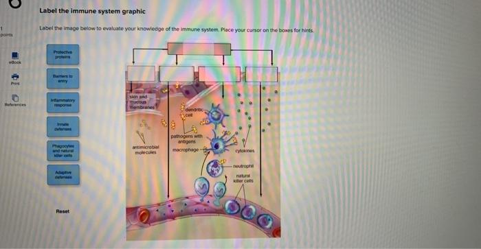 Label the immune system graphic
Label the image belaw to evaluate your knowiedge of the immune system, Place your cursor on t