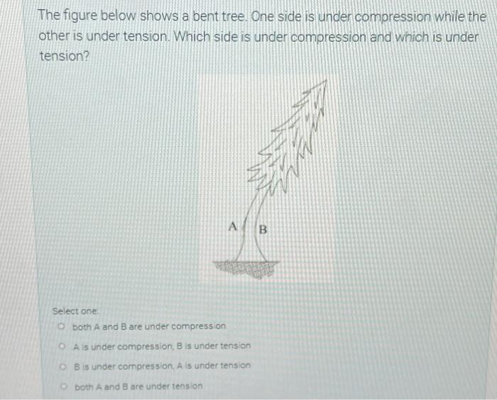 Solved The figure below shows a bent tree. One side is under | Chegg.com