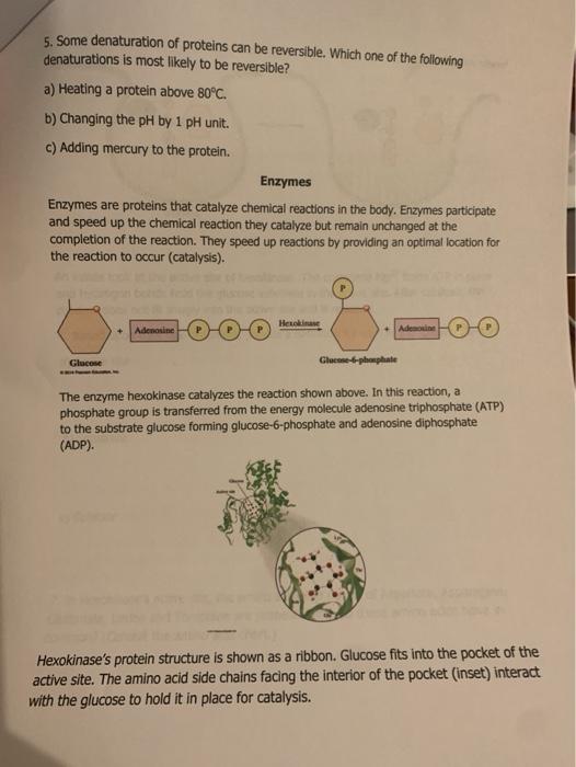 Solved 5. Some denaturation of proteins can be reversible.