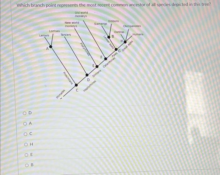 Solved Which branch point represents the most recent common | Chegg.com