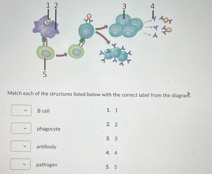 Solved Match each of the structures listed below with the | Chegg.com
