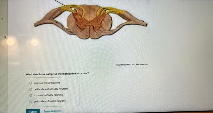 solved-what-structures-comprise-the-highlighted-structure-chegg