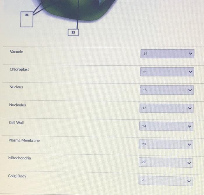 Solved Match the following labels with the cellular | Chegg.com