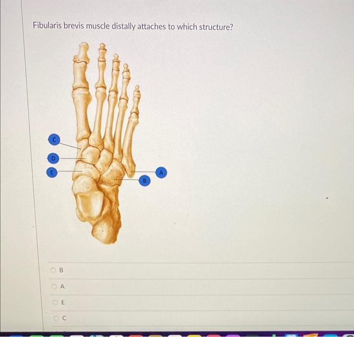 Solved Fibularis brevis muscle distally attaches to which | Chegg.com