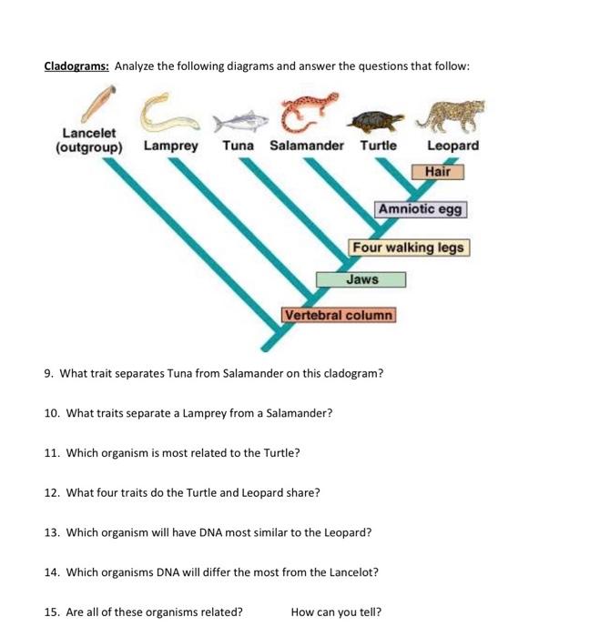 Solved Cladograms & Phylogenetic Trees Review Phylogenetic | Chegg.com