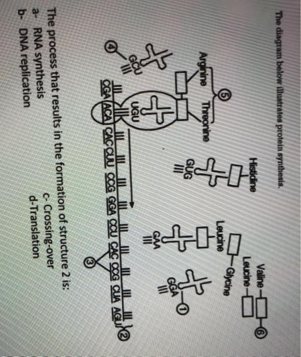 Solved The diagram below illustrates protein synthesis. | Chegg.com
