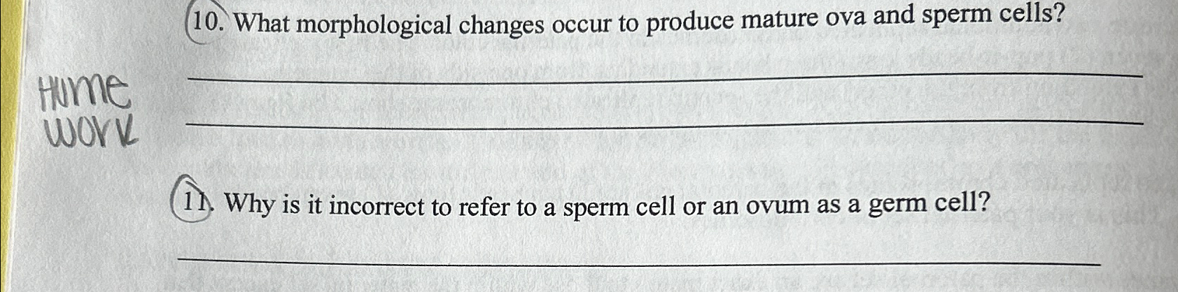 Solved What morphological changes occur to produce mature | Chegg.com