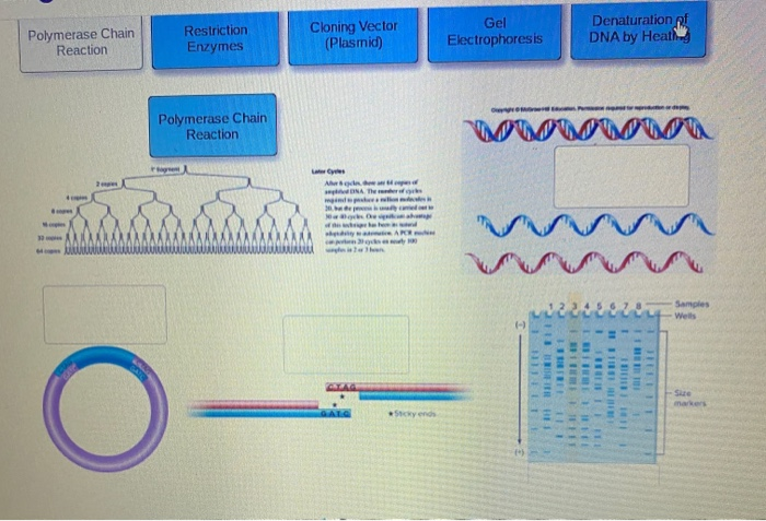 Solved Please label the images to demonstrate your | Chegg.com