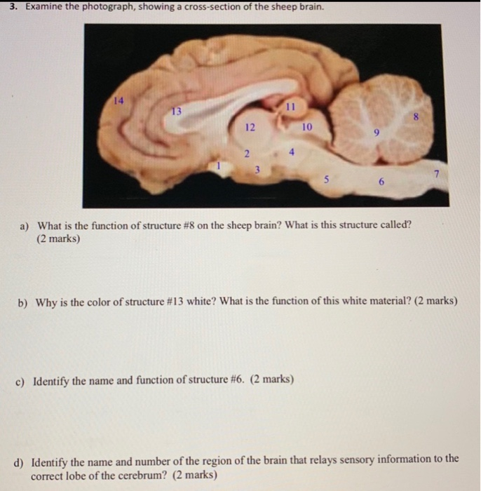 Solved 3 Examine The Photograph Showing A Cross Section Chegg Com