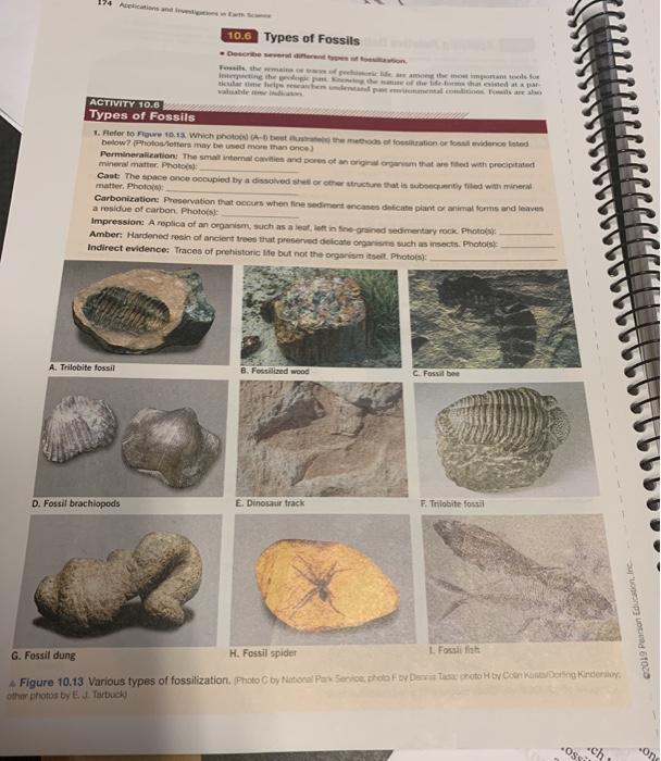 Fossil Record Definition And Examples Biology Dictionary