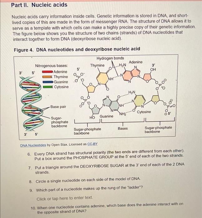 Part II. Nucleic acids
Nucleic acids carry information inside cells. Genetic information is stored in DNA, and short-
lived c