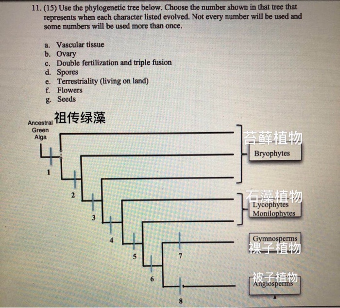 Solved 11. (15) Use the phylogenetic tree below. Choose the | Chegg.com