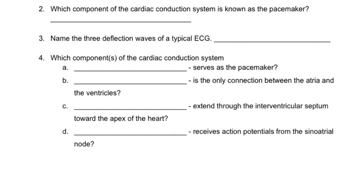 cardiac conduction system and its relationship with ecg