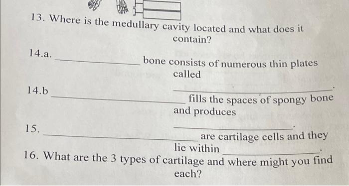 solved-how-many-total-vertebrae-does-a-human-have-number-of-chegg