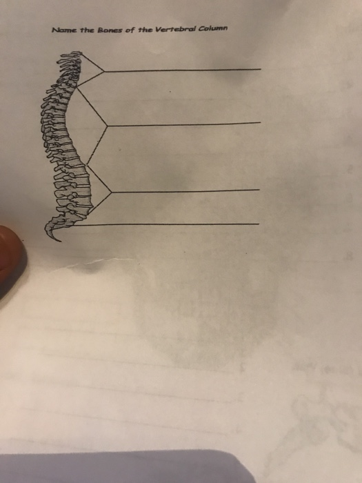 Solved: Name The Bones Of The Vertebral Column | Chegg.com