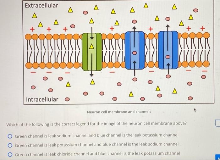 Solved Neuron cell membrane and channels Which of the | Chegg.com