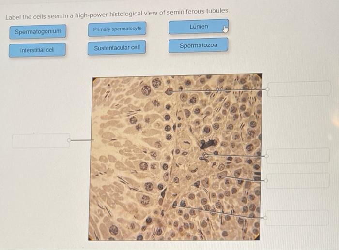 Solved Label the cells seen in a high-power histological | Chegg.com