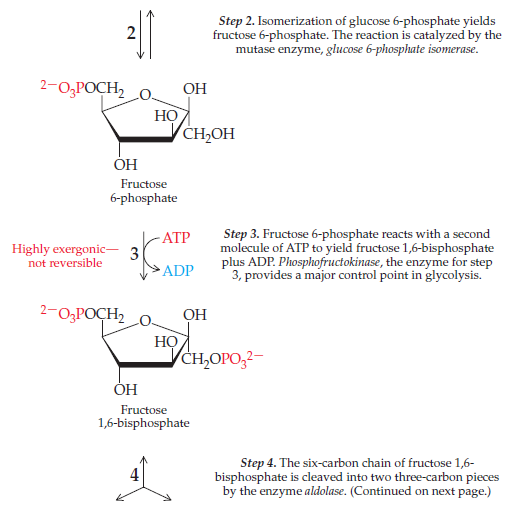 Solved: Review the 10 steps in glycolysis (Figure) and then ans ...