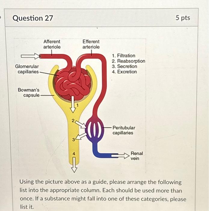 Solved Question 27 Glomerular Capillaries Bowmans Capsule 