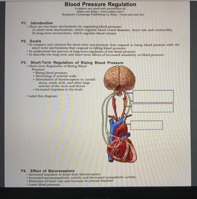 Solved Blood Pressure Regulation Graphics are used with | Chegg.com
