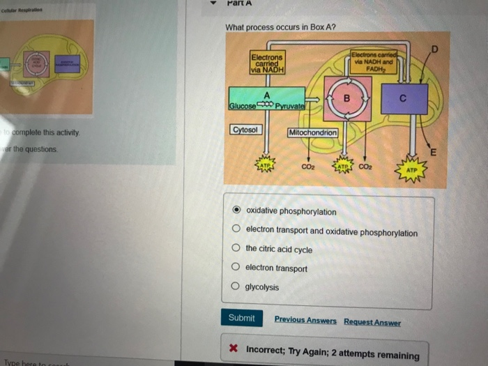 Solved Part A Celular Respiration What Process Occurs In
