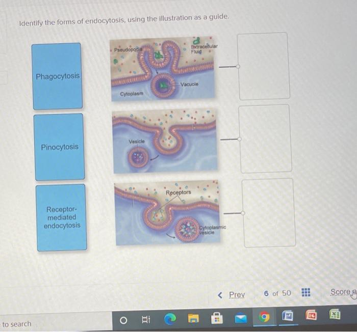 Solved Identify the forms of endocytosis, using the | Chegg.com